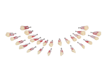 Replacement Teeth for Navadha Endo Jaw
