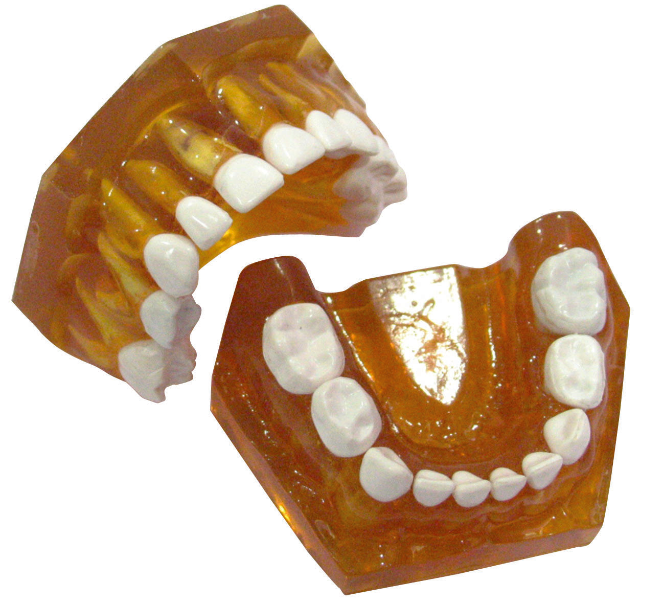 Pediatric Anatomical Typodont Jaw Replacement Teeth