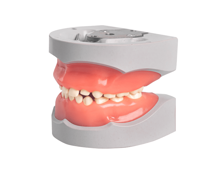 Pedodontic Mixed Dentition Model