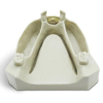 Dental Jaws for Natural Extracted Teeth Placement