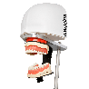 iPhantom Benchmount dental phantom head manikin