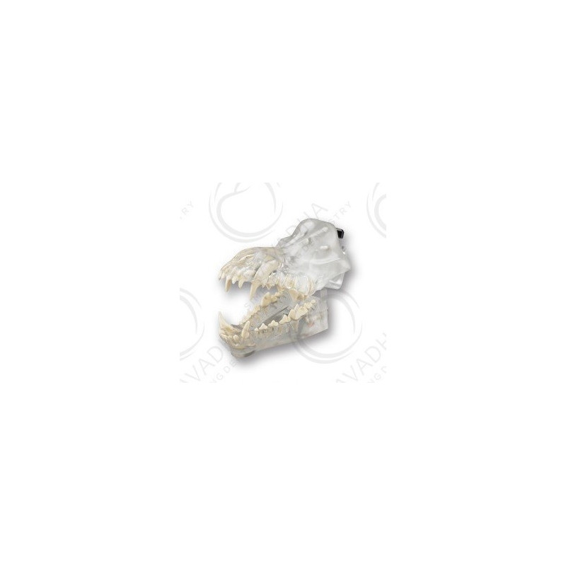 Canis Exemplar Dentoform Articulated Clear Model