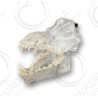 Canis Exemplar Dentoform Articulated Clear Model