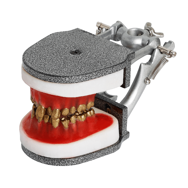 IDRR Orthodontic Training Jaw Model