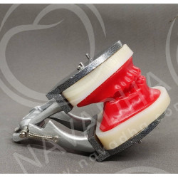 IDRR Orthodontic Training Jaw Model