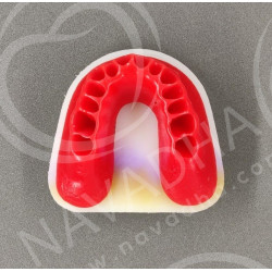 IDRR Orthodontic Training Jaw Model