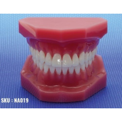 Dental Display / Consultation Model
