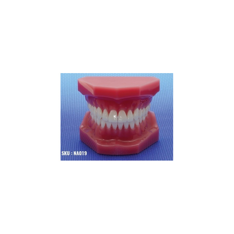 Dental Display / Consultation Model