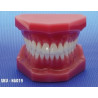 Dental Display / Consultation Model