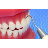 Dental Display / Consultation Model