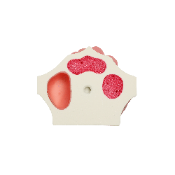Model for immediate implant placement
