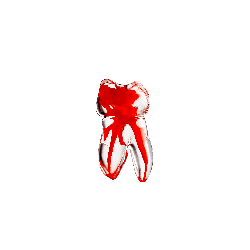 Endo teeth with a colored root canal