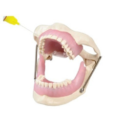 Anaesthetic practice Jaw
