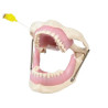 Anaesthetic practice Jaw