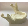 Model of mandible for practice of implantology