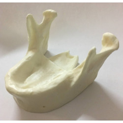 Model of mandible for practice of implantology