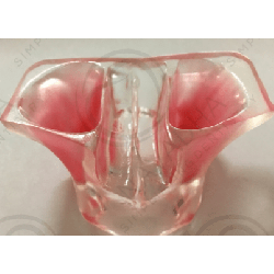 Model of jaw in transparent resin for sinus lifting