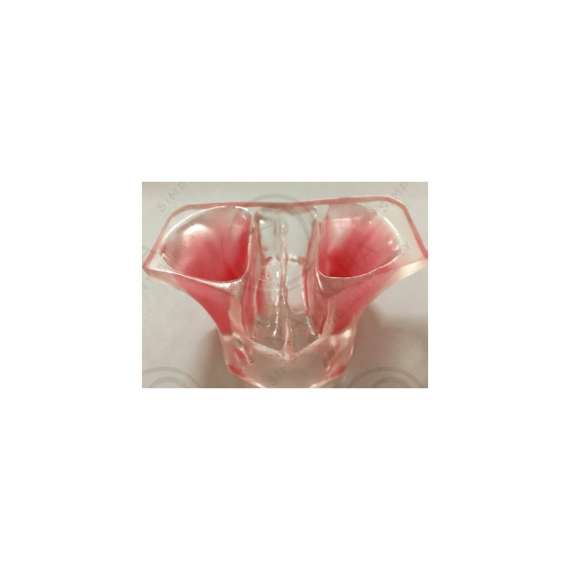 Model of jaw in transparent resin for sinus lifting