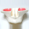 Model of jaw in transparent resin for sinus lifting