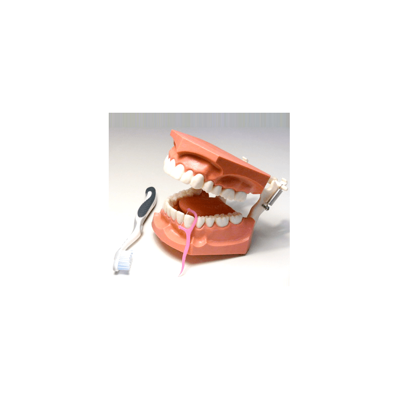 3:1 Hygiene Model