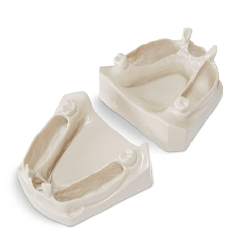 Dental Jaws for natural extracted teeth placement