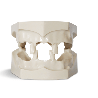 Dental Jaws for natural extracted teeth placement