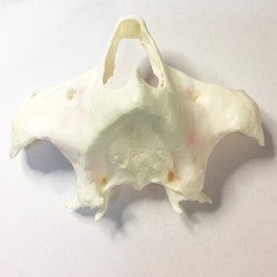 Full-Scale Anatomical Jaw Model with Sinus – Zygomatic Implant Training