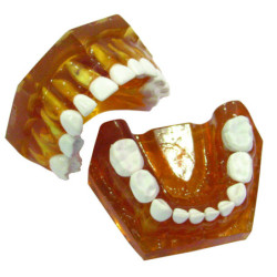 Pediatric Anatomical Typodont Jaw replacement Teeth & 51