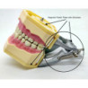 Navadha ZX Typodont Articulator & Magnetic Plastic Plates