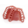 Additional Pair of Gums for Navadha ZX Typodont Jaws