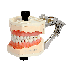 Navadha ZX Typodont Jaw