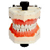 Navadha ZX Typodont Jaw