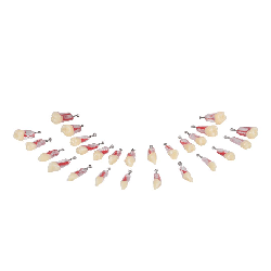 Navadha Endo Typodont Jaw Set & Endodontics Practice Model