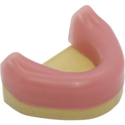 Mandible with Gingiva