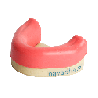 Dental Mandible with Gingiva for Implant Training & Mandible with Gingiva