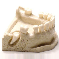 Dental Typodont Jaw / Model for Surgery Practice & Model for Surgery