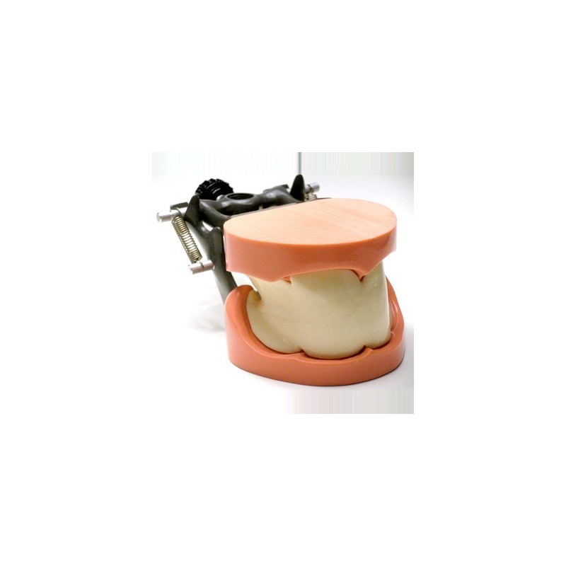 Dental Model of jaw and mandible & Model of jaw and mandible