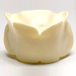 Dental Model of jaw and mandible & Model of jaw and mandible