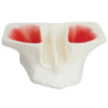 Sinus Lift model - White Resin & Model of gum for SP042 and SP062