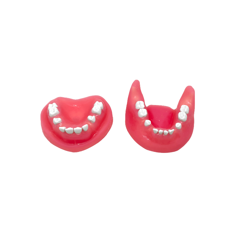 Impacted tooth Extraction Surgery Dental Jaw Model Upper and Lower set