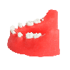 Impacted tooth Extraction Surgery Dental Jaw Model Only Lower Mandible