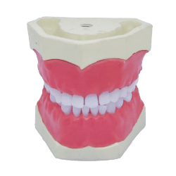 Paediatric Mixed Dentition Typodont Practice Jaw set & Jaw