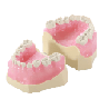 Paediatric Mixed Dentition Typodont Practice Jaw set & Jaw