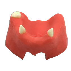 Mandible & Maxilla with Soft Gums for Implant Training & Maxilla with gums