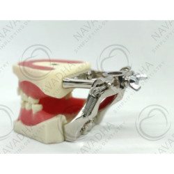 Orthodontic jaw + Metal articulator for Orthodontic jaw