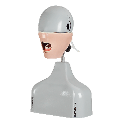 Radiology X-ray training dental manikin