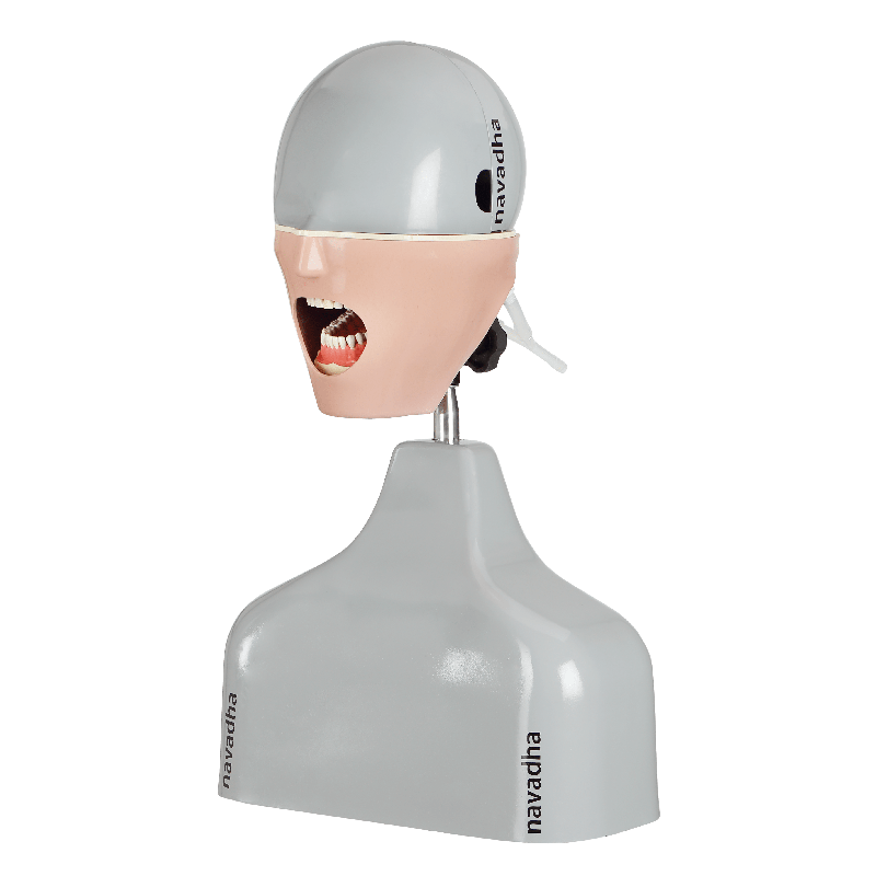 Radiology X-ray training dental manikin