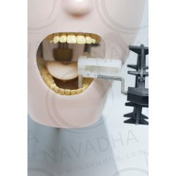 Radiology X-ray training dental manikin