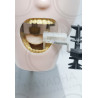 Radiology X-ray training dental manikin