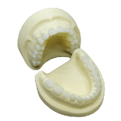 Radiology X-ray training dental manikin